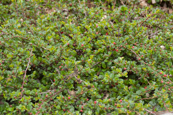 Cotoneaster Cranberry For Sale Shop Stuarts Stuarts Landscaping