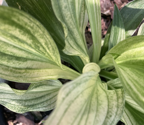 hosta white feather plantain lily Hosta 'White Feather' for sale