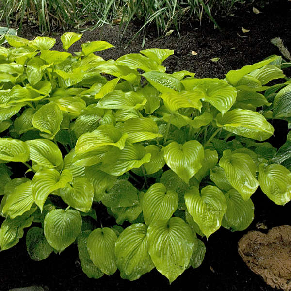 Hosta 'August Moon' for sale