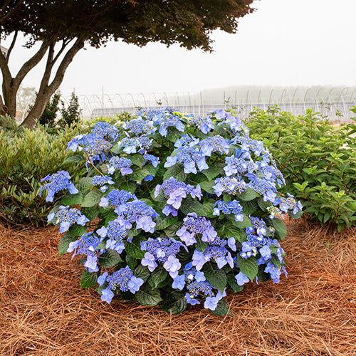 Hydrangea Pop Star® for sale | Shop Stuart's – Stuart's