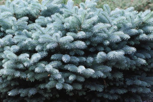 Globe Blue Spruce 