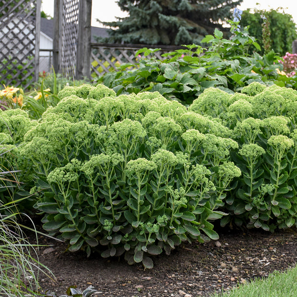 autumn joy succulent Sedum 'Autumn Joy' for sale