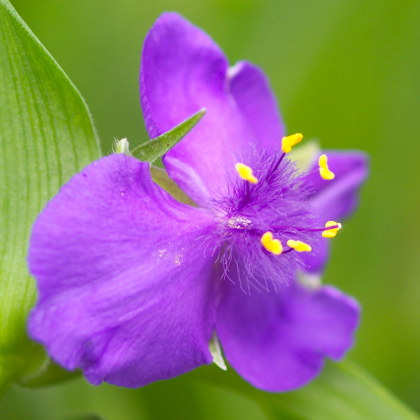 Tradescantia Zwanenburg Blue for sale | Shop Stuart's – Stuart's