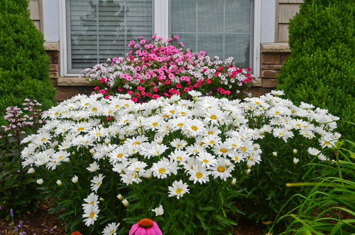 Leucanthemum-Shasta daisy 'Daisy May' for sale – Stuart's
