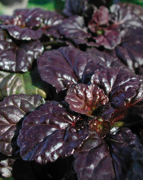 Ajuga Black Scallop Photo courtesy of Proven Winners or www.provenwinners.com