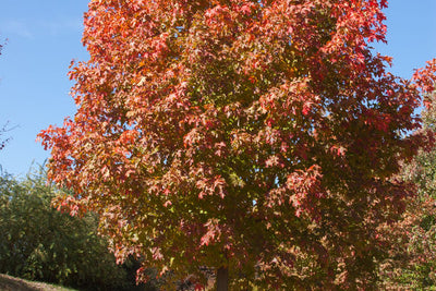 Maple Sugar Photo courtesy of Bailey Nursery