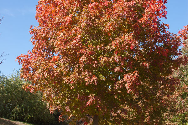 Maple Sugar Photo courtesy of Bailey Nursery