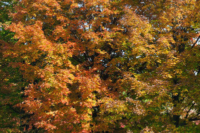 Maple Sugar Photo courtesy of Bailey Nursery