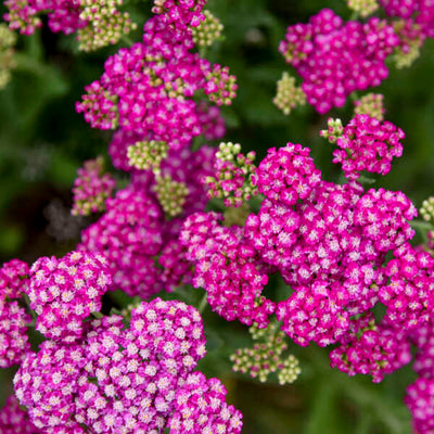 Achillea 'Firefly Fuchsia' Photo courtesy of Walters Gardens, Inc.