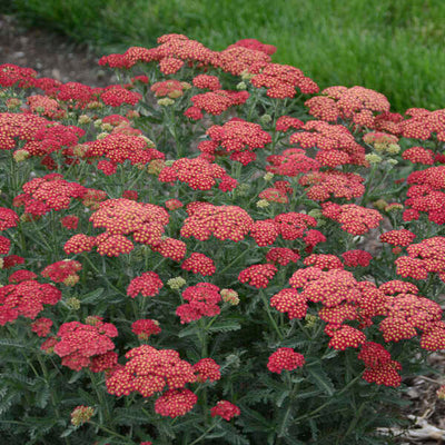 Achillea 'Firefly Red Pop' Photo courtesy of Walters Gardens, Inc.
