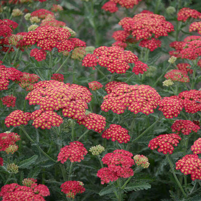 Achillea 'Firefly Red Pop' Photo courtesy of Walters Gardens, Inc.