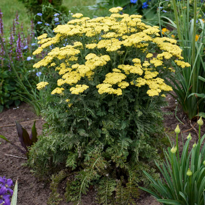 Achillea 'Firefly Sunshine' Photo credit & courtesy of Walters Gardens, Inc.
