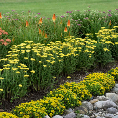 Achillea 'Firefly Sunshine' Photo credit & courtesy of Walters Gardens, Inc.