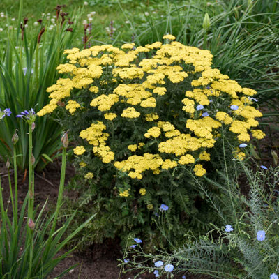Achillea 'Firefly Sunshine' Photo credit & courtesy of Walters Gardens, Inc.