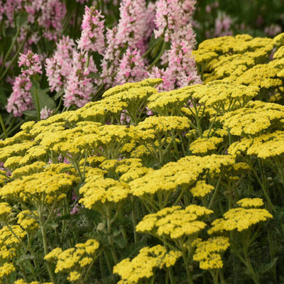Achillea 'Firefly Sunshine' Photo  credit & courtesy of Walters Gardens, Inc.
