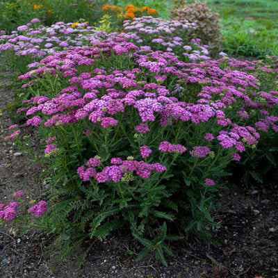 Achillea 'Firefly Fuchsia' Photo courtesy of Walters Gardens, Inc.