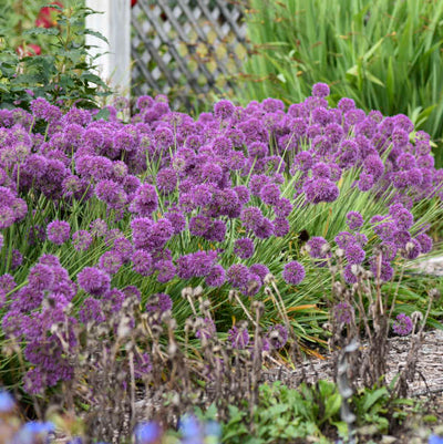 Allium 'Bubbles' Photo credit & courtesy of Walters Gardens