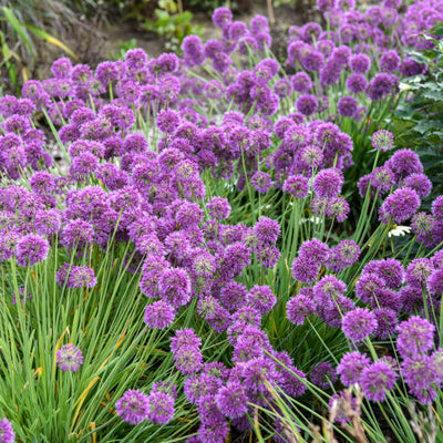 Allium 'Bubbles' Photo credit & courtesy of Walters Gardens