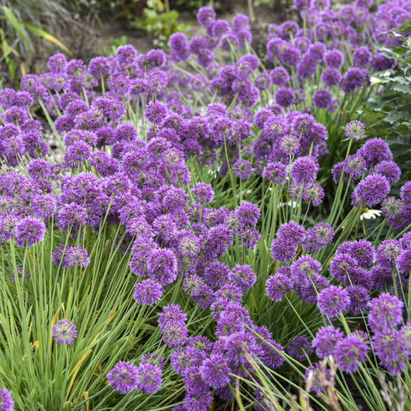 Allium 'Bubbles' Photo credit & courtesy of Walters Gardens