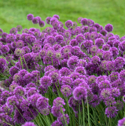 Allium 'Bubbles' Photo credit & courtesy of Walters Gardens