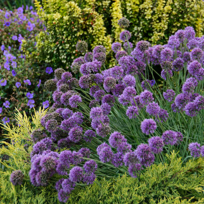 Allium Medusa Photo credit &amp; courtesy of Walters Gardens