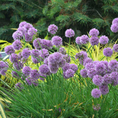 Allium Medusa Photo credit &amp; courtesy of Walters Gardens