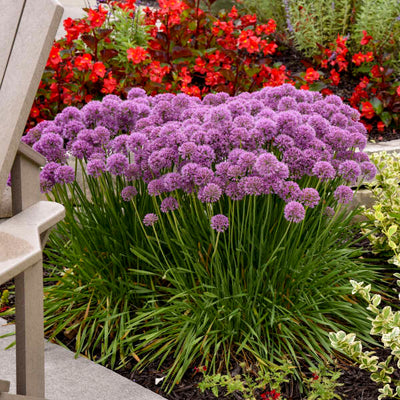 Allium Serendipity Photo credit & courtesy of Walters Gardens