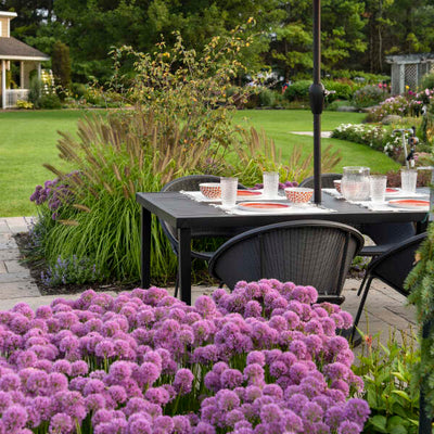 Allium Serendipity Photo credit & courtesy of Walters Gardens