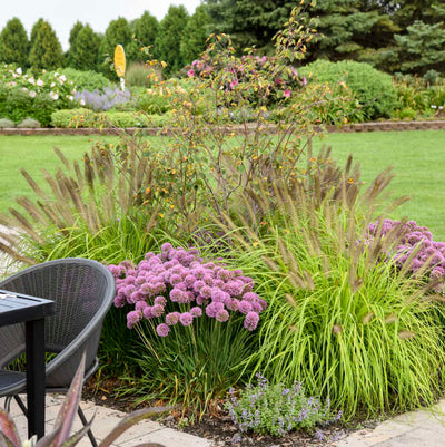 Allium Serendipity Photo credit & courtesy of Walters Gardens