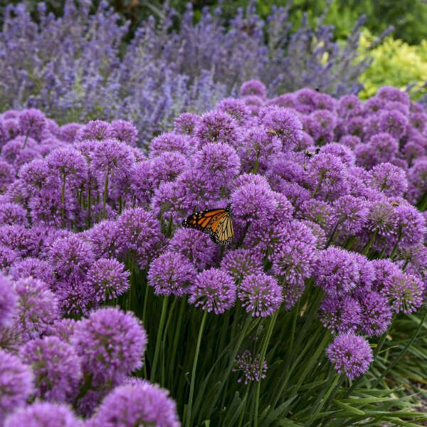 Allium Serendipity Photo credit & courtesy of Walters Gardens