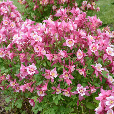 Aquilegia 'Kirigami rose and pink' Photo credit and courtesy of Walters Gardens