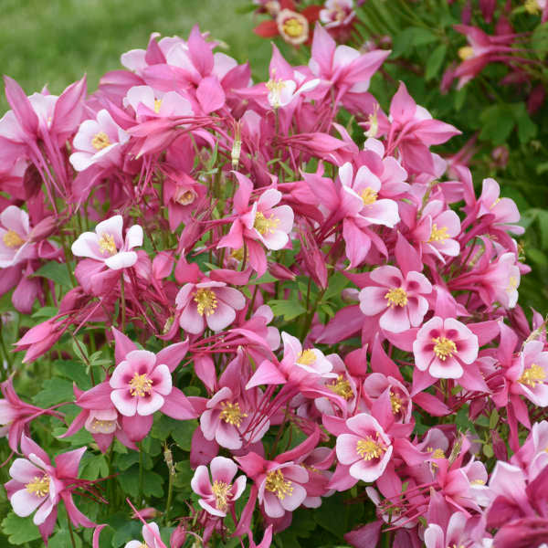Aquilegia 'Kirigami rose and pink' Photo credit and courtesy of Walters Gardens