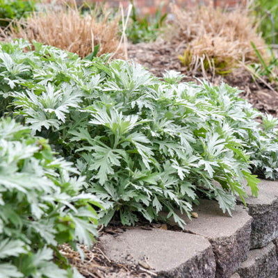 Artemisia 'Silver Lining' Photo credit & courtesy Walters Gardens, Inc.