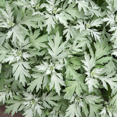 Artemisia 'Silver Lining' Photo credit & courtesy Walters Gardens, Inc.