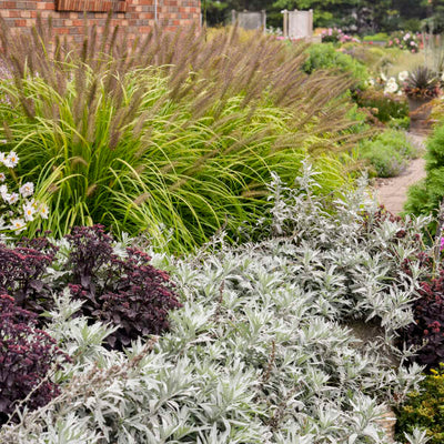 Artemisia 'Silver Lining' Photo credit & courtesy Walters Gardens, Inc.