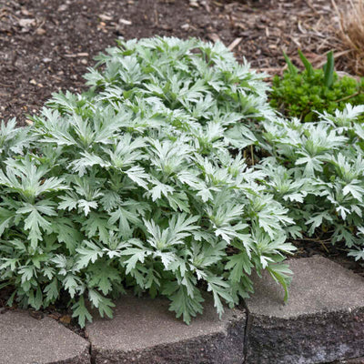 Artemisia 'Silver Lining' Photo credit & courtesy Walters Gardens, Inc.