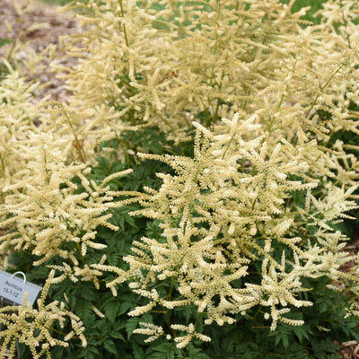 Aruncus Goatee Photos credit & courtesy of Walters Gardens, Inc