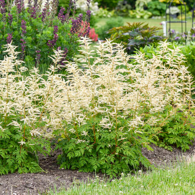 Aruncus Goatee Photos credit & courtesy of Walters Gardens, Inc