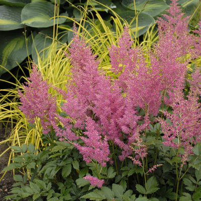 Astilbe 'Rheinland' Photo credit & courtesy of Walters Gardens, Inc