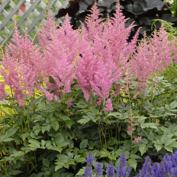 Astilbe 'Rheinland' Photo credit & courtesy of Walters Gardens, Inc.