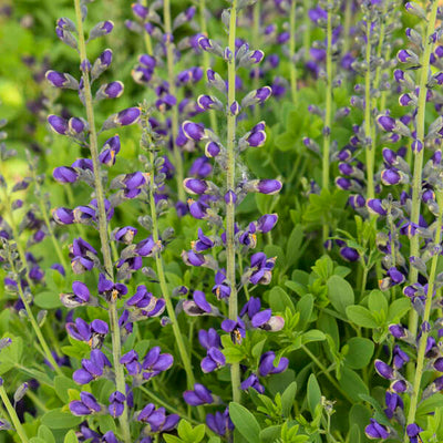 Baptisia 'Periwinkle Popsicle' Photo credit & courtesy of Walters Gardens, Inc