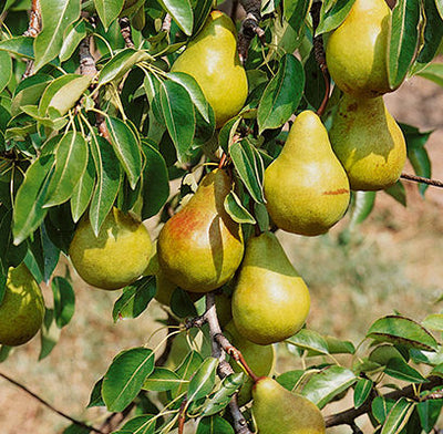 Pear Bartlett | Photo courtesy of Bailey Nurseries