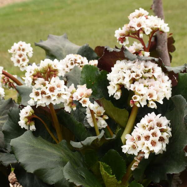 Bergenia 'Happily Ever After' Photo & courtesy of Walters Gardens, Inc.