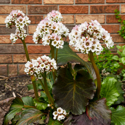 Bergenia 'Happily Ever After' Photo & courtesy of Walters Gardens, Inc.