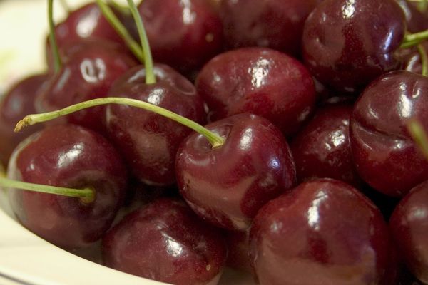 Cherry Bing Photo courtesy of Bailey Nurseries