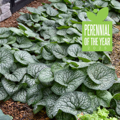 Brunnera macrophylla 'Jack of Diamonds' Photo credit & courtesy of Walters Gardens, Inc