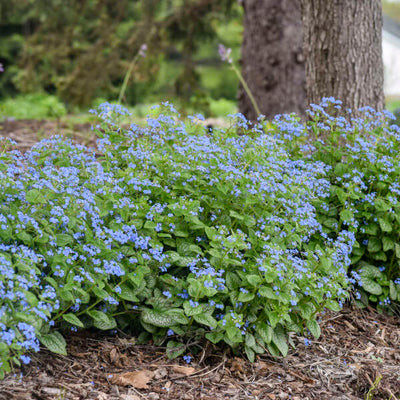 Brunnera macrophylla 'Jack of Diamonds' Photo credit & courtesy of Walters Gardens, Inc