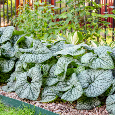 Brunnera macrophylla 'Jack of Diamonds' Photo credit & courtesy of Walters Gardens, Inc
