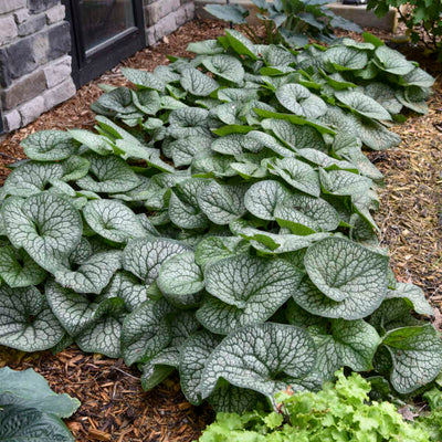 Brunnera macrophylla 'Jack of Diamonds' Photo credit & courtesy of Walters Gardens, Inc