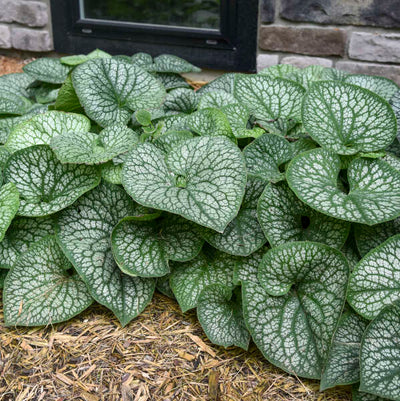 Brunnera macrophylla 'Jack of Diamonds'  Photo credit & courtesy of Walters Gardens, Inc